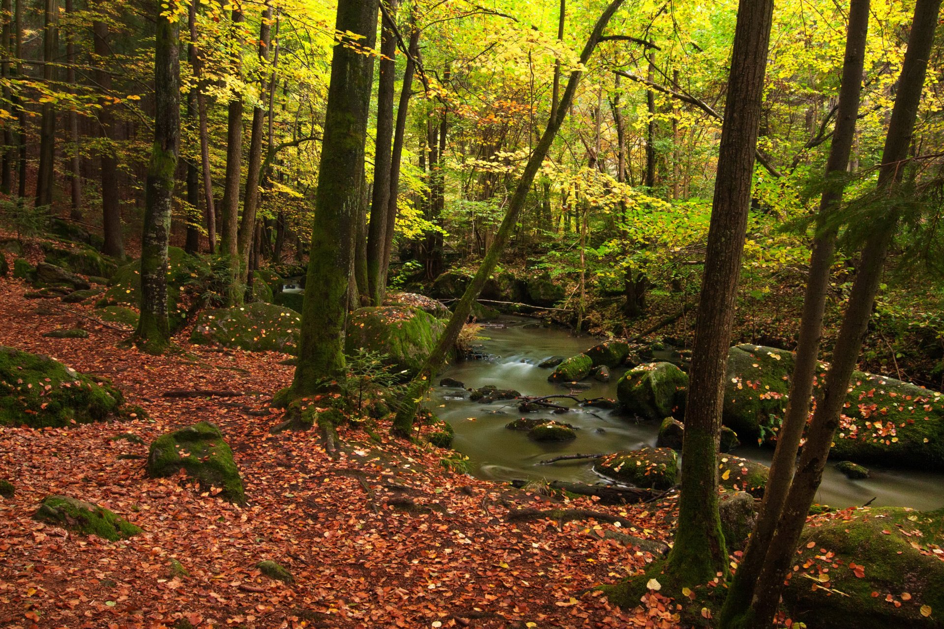 germany forest autumn bayern munich creek tree leaves nature photo