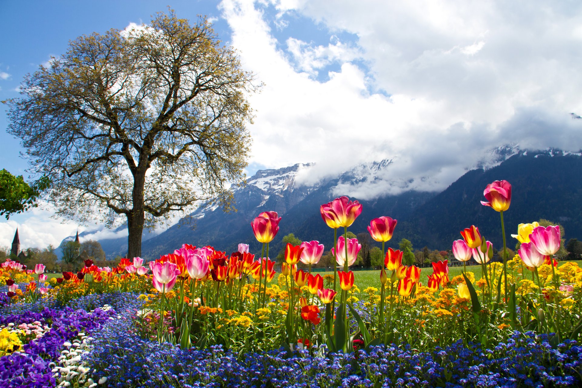 flores tulipanes margarita petunia montañas alpes árbol nubes