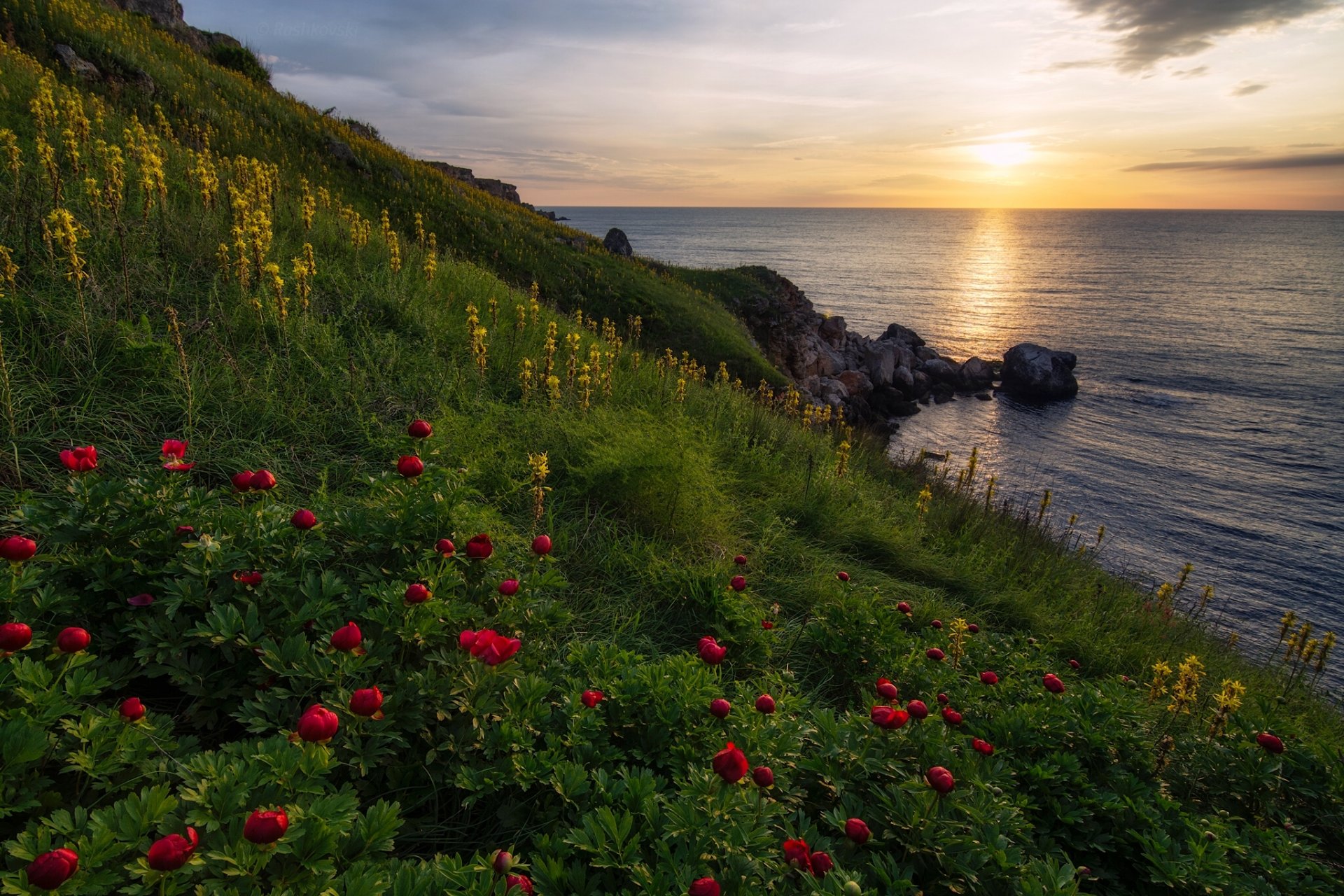 réserve yaylata mer noire bulgarie yaylata aube lever du soleil mer côte pivoines fleurs