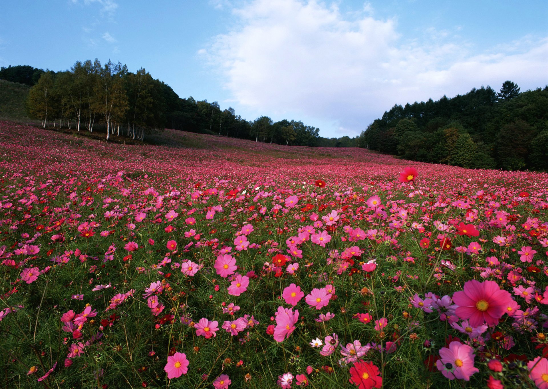 the field flower kosmeya tree