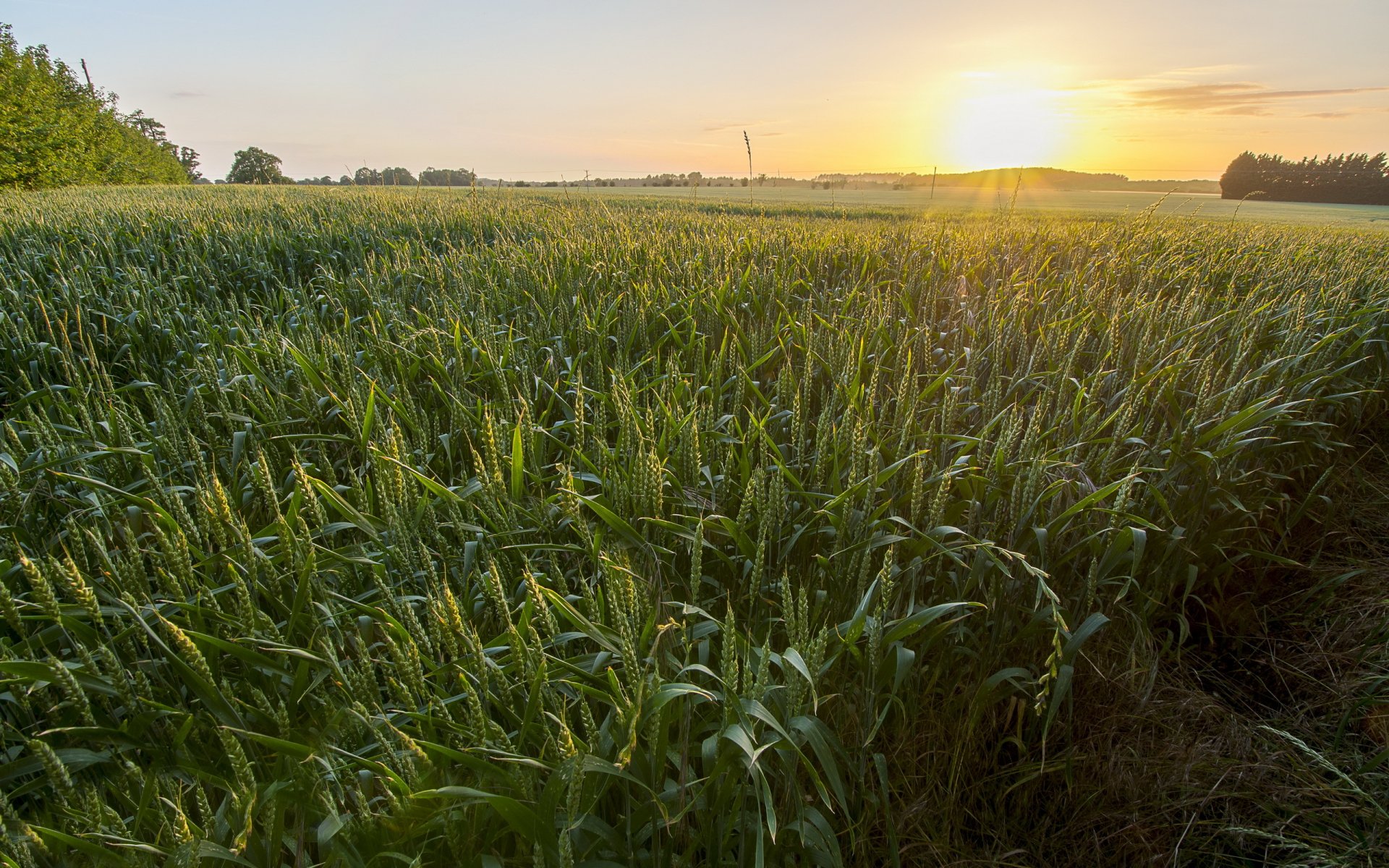 the field ears landscape