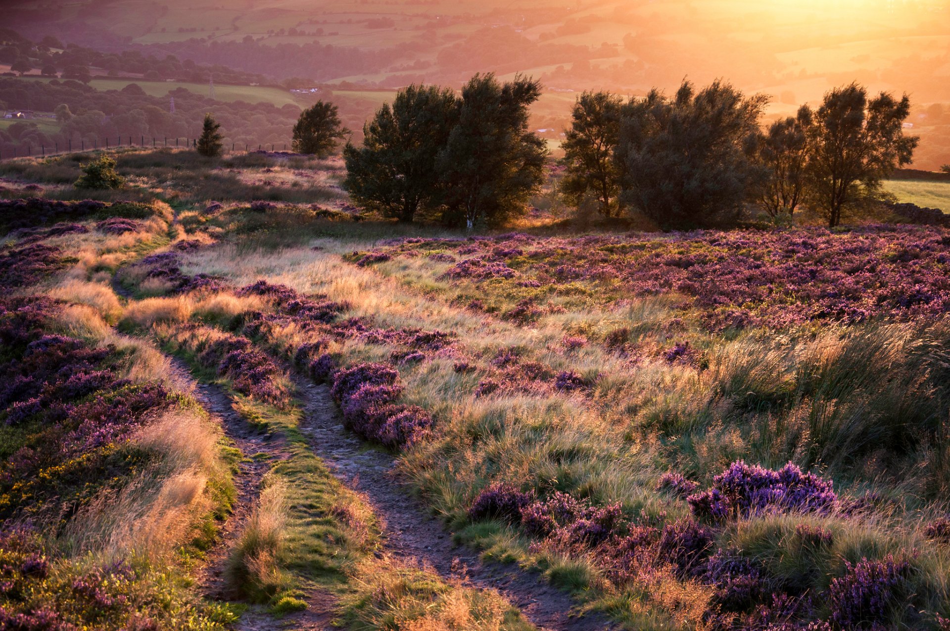 coucher de soleil collines route fleurs arbres