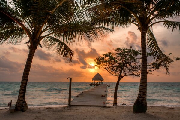 Die Sonne geht am Strand unter. Rund um die Palme