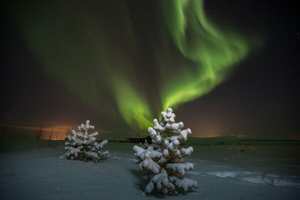 Aurores boréales et arbres de Noël dans la nuit de neige