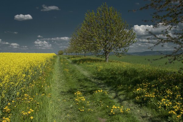 Route des champs. Champ de colza