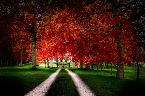 Ein Spaziergang durch den Park unter Bäumen