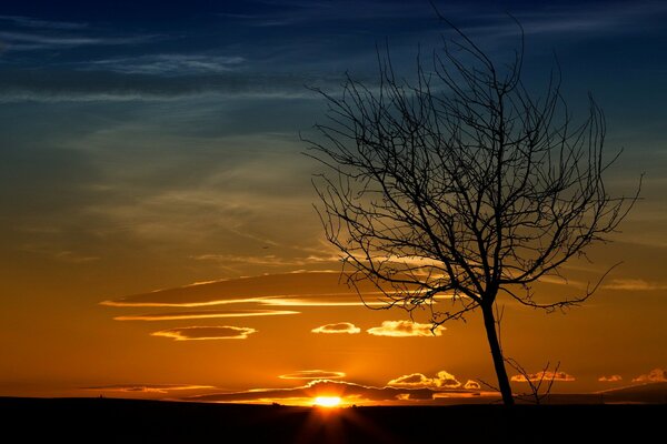 El sol se pone en la Sabana contra un árbol solitario