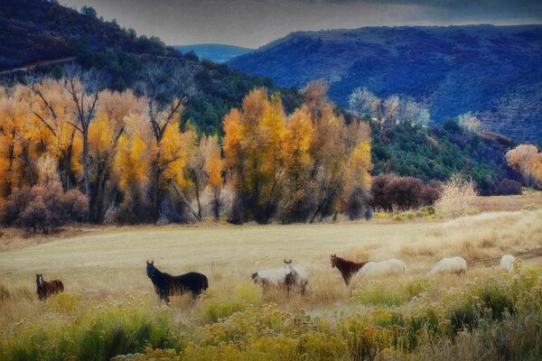 Caballos en prados de otoño de montaña