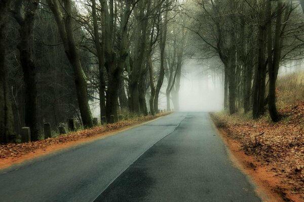 Asphalte route forestière brouillard arbres