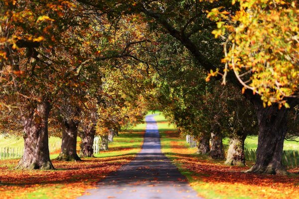 Rainbow alley in the shade of trees