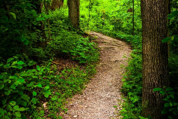 Sentier entre les arbres et les buissons dans le parc