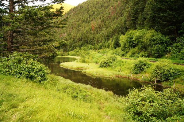 A small lake in a clearing in the forest