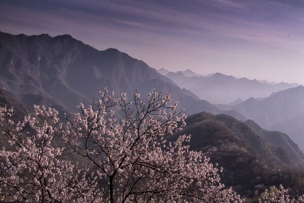 A flowering tree in the mountains is covered with fog