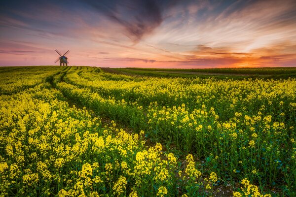 Champ de colza, coucher de soleil et moulin