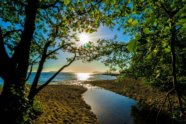 Die Sonne scheint über dem Meer durch den Wald