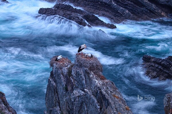 ATST bianchi su una roccia in mezzo al mare