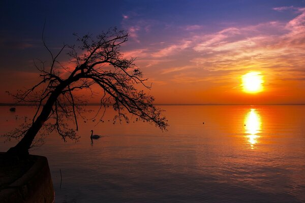 Arbre solitaire dans le coucher de soleil de la mer rouge