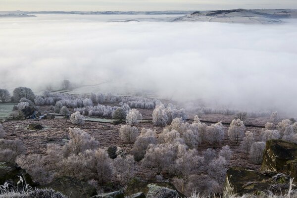 Frost on bushes and trees fog creeping