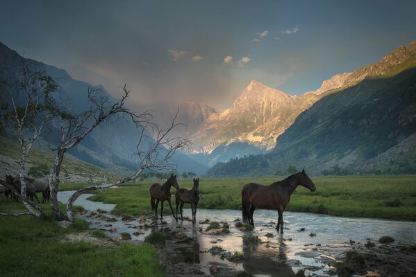 Cavalli in una gola di montagna su un abbeveratoio