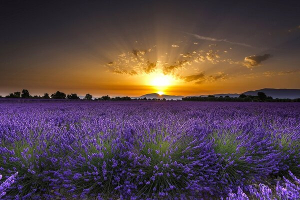 Lavendelfeld bei Sonnenaufgang in Frankreich