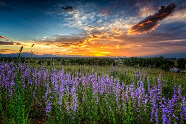 Fleurs violettes dans le champ sur fond de coucher de soleil