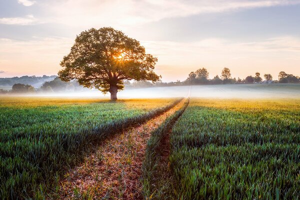 Earlier English morning in a field with fog