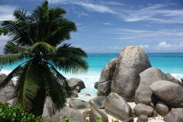 Palm tree among the stones on the seashore