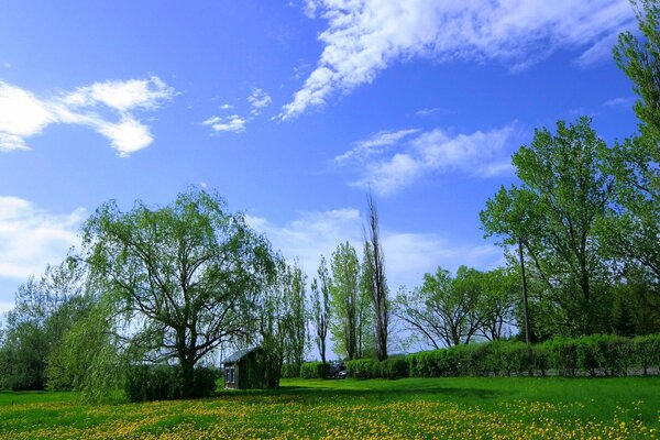 Fogliame verde estivo sotto il cielo blu