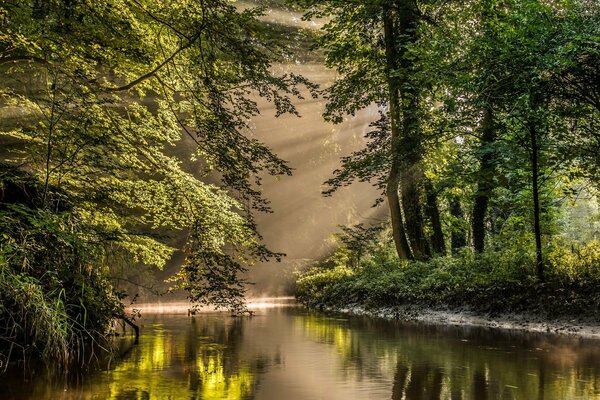 The protected forest wakes up from the first rays of the sun