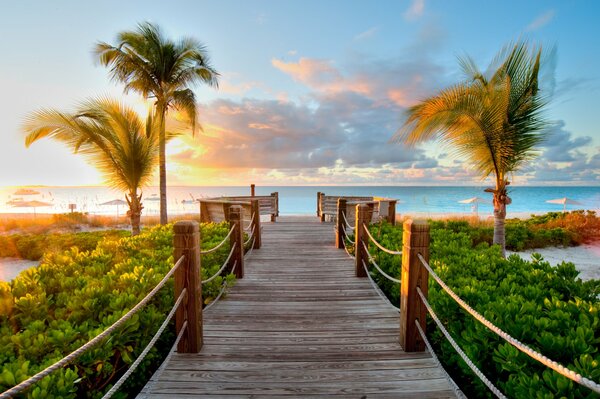 Rope bridge and ocean and palm trees nearby