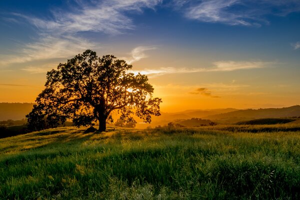 Un árbol solitario en un Prado al atardecer