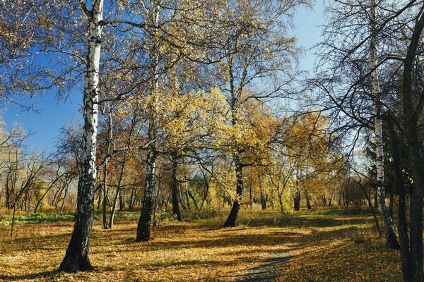 Goldener Herbst in einer friedlichen Gasse