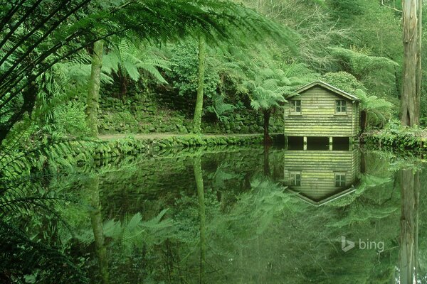 Casa verde con alberi verdi