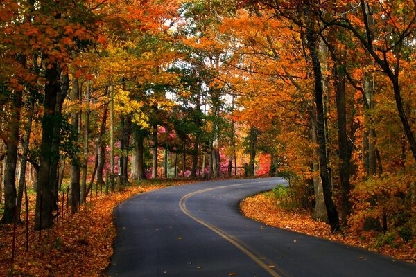 Straße Bäume Gießen Natur