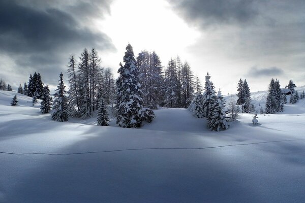 Winterlandschaft: Fichten und Kiefern im Schnee