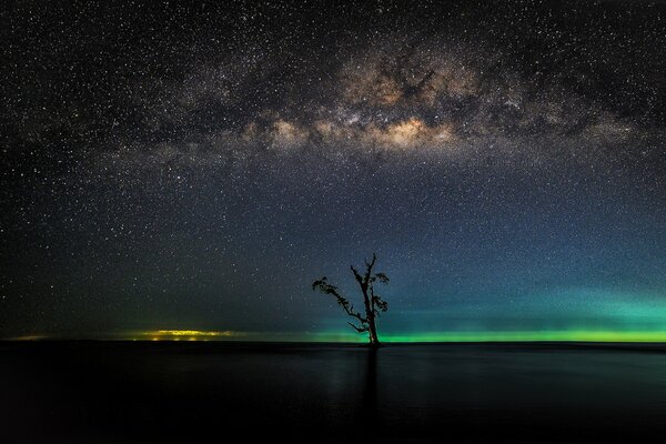 Un árbol en el fondo de la vía láctea en el horizonte