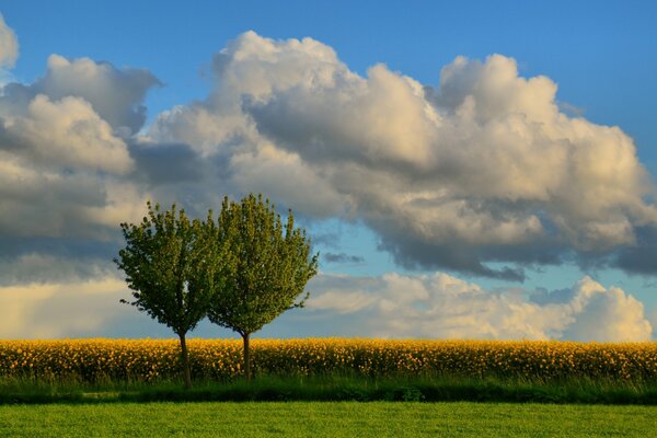 Due alberi tra un campo di fiori