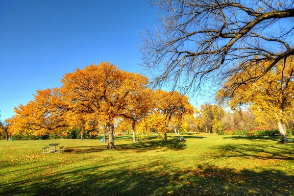 Golden autumn in the park