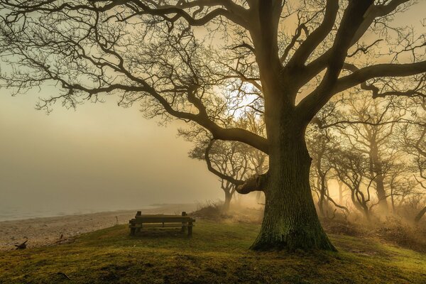 Banco a la sombra de un árbol solitario