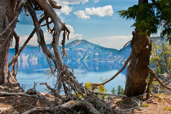 Vecchi alberi sulla riva del Lago