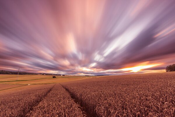 Beautiful sunset hour in a wheat field