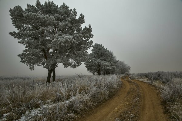 Givre d automne. arbres blancs, route de terre