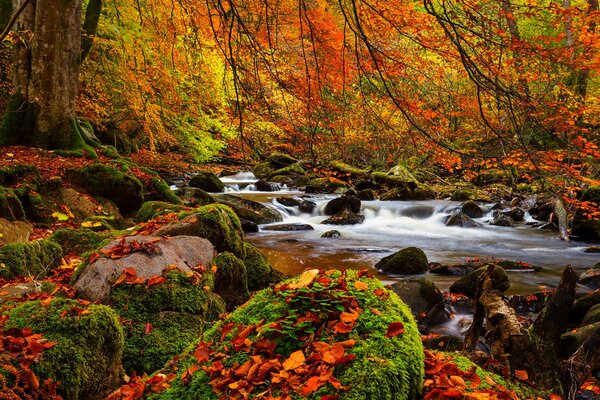 Paisaje otoñal de bosques y ríos