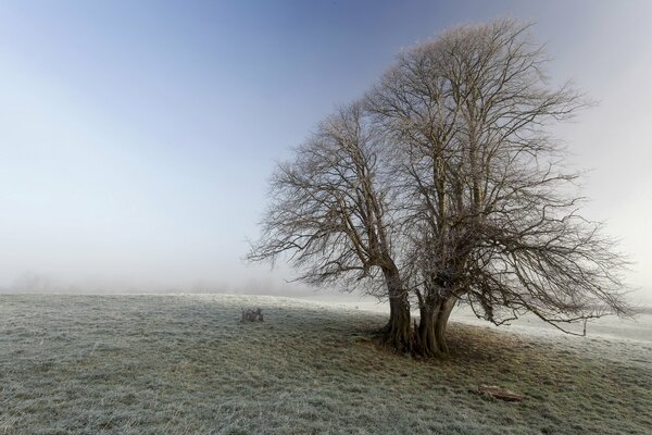 Paisaje de la naturaleza . un enorme árbol en el escarcha