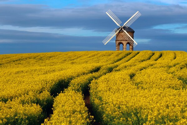 Campo giallo e cielo blu e mulino