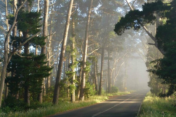 Strada paesaggio alberi cielo