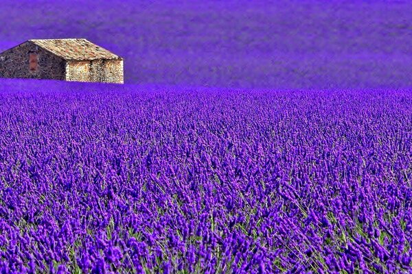 A beautiful lavender field and a house