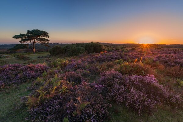 Campo con flores moradas al atardecer