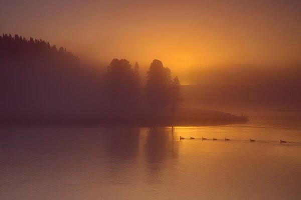 Patos en la niebla río árboles