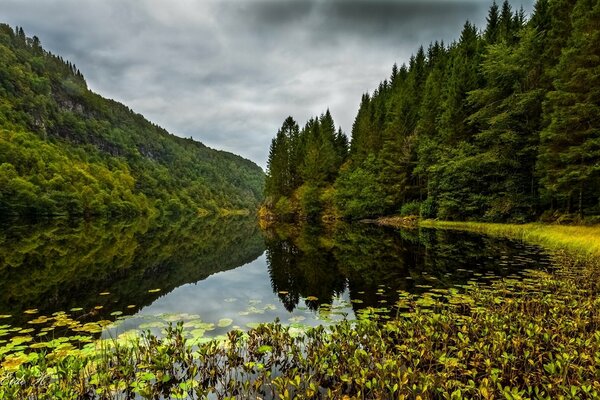 Il lago della foresta è il più pulito